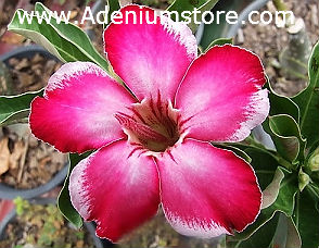 (image for) Adenium Obesum Seeds \'Red Earth\' 5 seeds